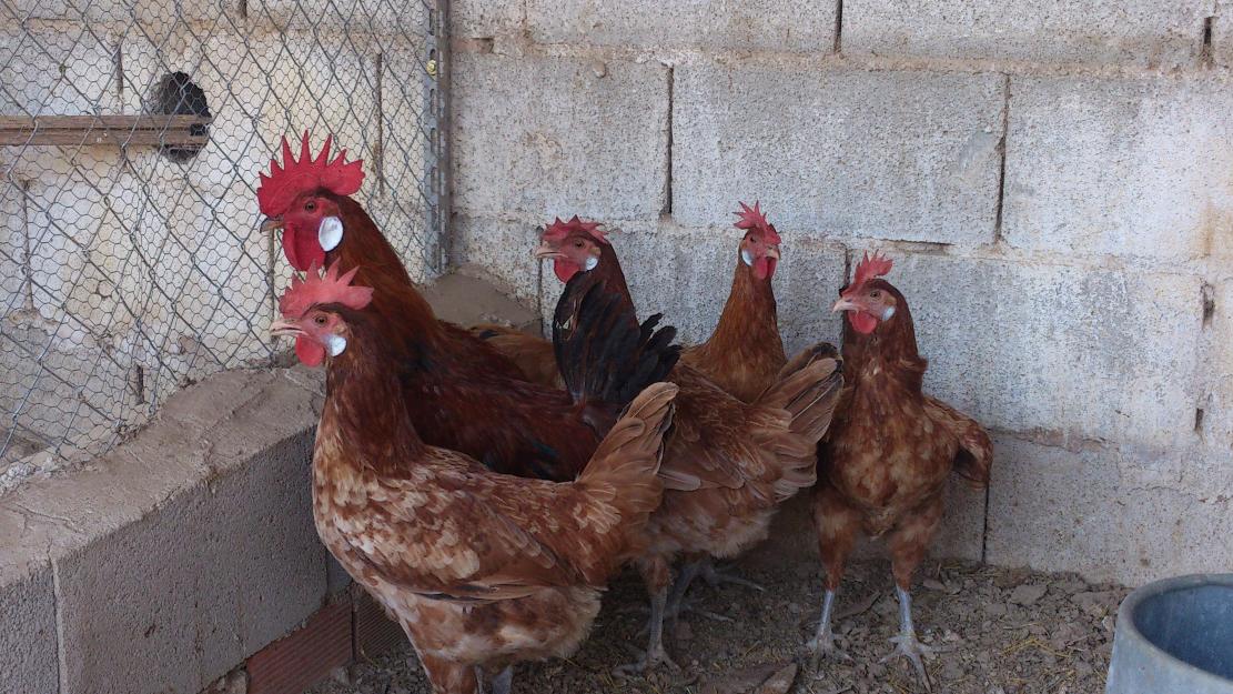 Gallinas de raza en Alicante