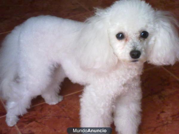 Macho Caniche Toy Blanco Busca Novia.