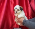 REGALO CAMADA DE SHIH TZU MINIS - mejor precio | unprecio.es