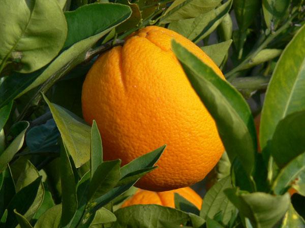 Vendo naranjas del Valle de Lecrín 16€/20kg
