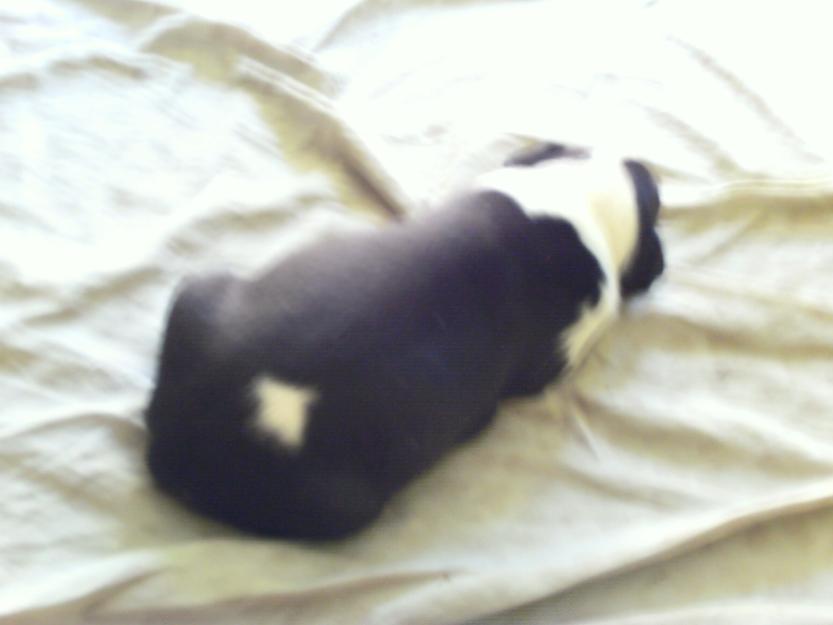 Cachorros de bull terrier