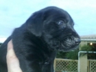 cachorros de calidad en LABRADOR CON PEDIGREE 360 EUORS - mejor precio | unprecio.es