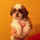 Cachorros de shih tzu , pedigre Loe - mejor precio | unprecio.es