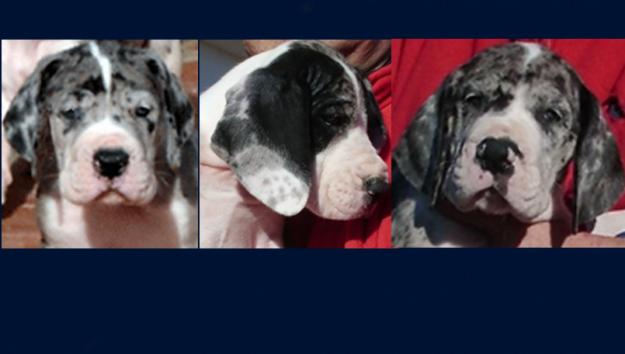 Cachorros Dogo Aleman