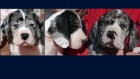 Cachorros Dogo Aleman - mejor precio | unprecio.es