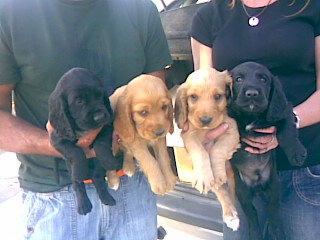 COCKER SPANIEL INGLES, FABULOSOS CACHORRITOS