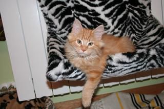 gatitos bosque de noruega disponibles con pedigrí oficial