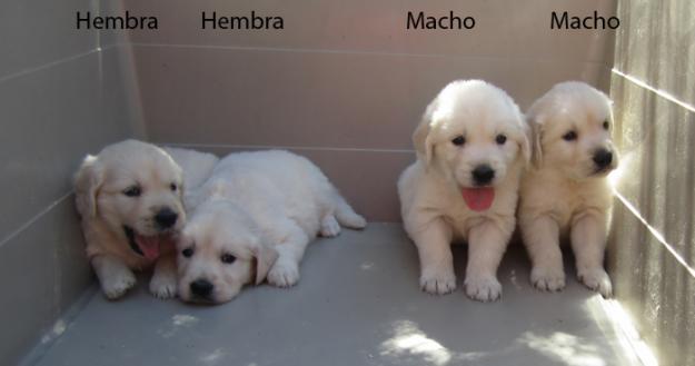 Goldens cachorros dorados listos para entregar