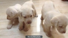 labrador dorado macho 190€ - mejor precio | unprecio.es