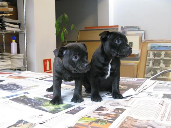 Maravillosos cahorro de staffordshire bull terrier