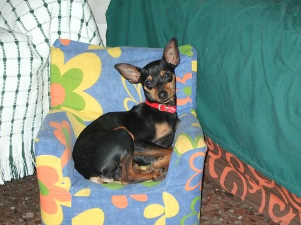 perrito raza pincher se ofrece para montas. clase fina con pedigri