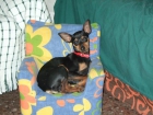 perrito raza pincher se ofrece para montas. clase fina con pedigri - mejor precio | unprecio.es