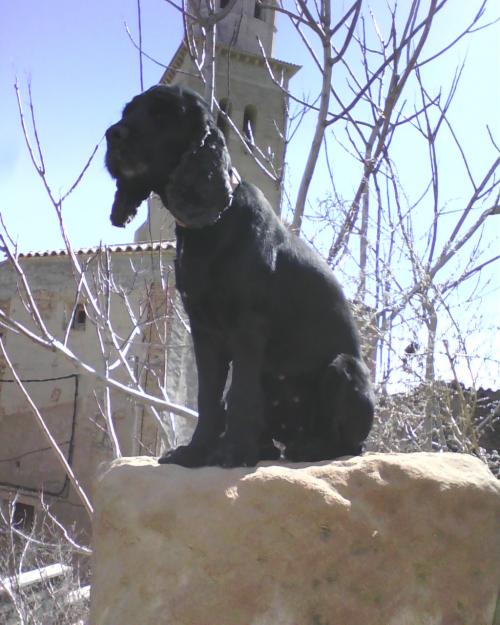 regalo cachorros de perros