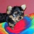 Se ofrece para monta yorkshire terrier toy