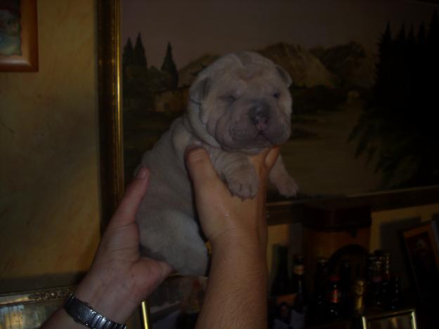 Shar peis camada de color lilac,azules y negros