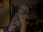 Shar peis camada de color lilac,azules y negros - mejor precio | unprecio.es