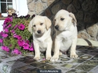 vendo laabradores retriever buen precio - mejor precio | unprecio.es