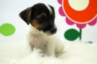 /// Jack Russel Terrier Cachorritos Disponibles /// - mejor precio | unprecio.es