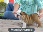 bebe adorable bulldog ingles cachorros - mejor precio | unprecio.es