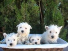 BICHON MALTES Y WESTY, IDEALES CACHORROS PARA EL HOGAR, 350€ - mejor precio | unprecio.es