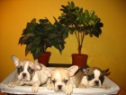 bulldog frances 450 euros - mejor precio | unprecio.es