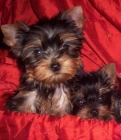 CACHORROS YORKSHIRE TERRIER A 400 EUROS TOY - mejor precio | unprecio.es