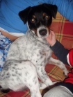 Cruce de Bodeguero en adopcion !! - mejor precio | unprecio.es