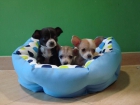 EL RINCON DEL CACHORRO CHIHUAHUAS DISPONIBLES - mejor precio | unprecio.es