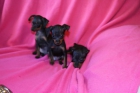 Pinscher Toy Malaga - mejor precio | unprecio.es