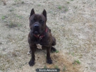 pitbull para montas - mejor precio | unprecio.es