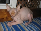SPHYNX o ESFINGE (gatos sin pelo) - mejor precio | unprecio.es
