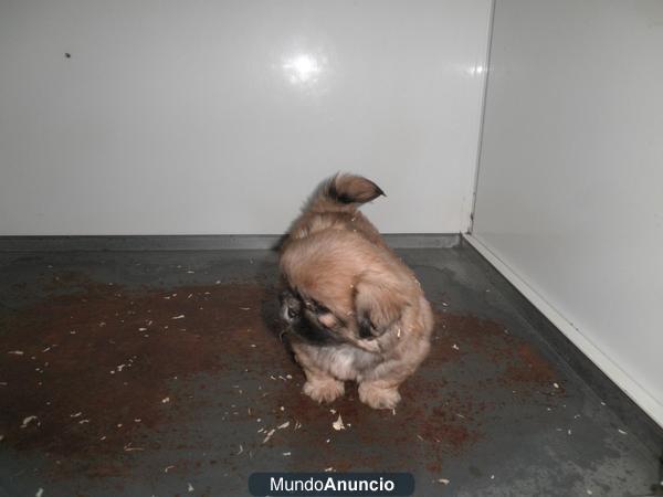 PEKINÉS CAHORROS EN MADRID