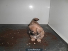 PEKINÉS CAHORROS EN MADRID - mejor precio | unprecio.es