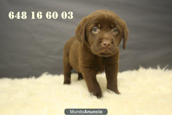 disponibles perritos de labrador retriever¡¡ y golden retriever