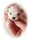 Bichon Maltes - mejor precio | unprecio.es