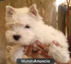 bulldog frances, bichon maltes , carlinos,westys,etc - mejor precio | unprecio.es