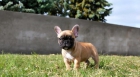 Bulldog frances, cachorritos de color Marron , Unicos Y nacionales, DI NO A LAS TIENDAS - mejor precio | unprecio.es