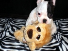 bulldog frances hembras y machos - mejor precio | unprecio.es