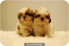 Cachorritos de Shih Tzu en tricolor. - mejor precio | unprecio.es