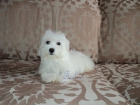 Excelente cachorro... Bichon maltes toy - mejor precio | unprecio.es