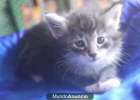 Gatos Bosque de Noruega - Terra Bruna - mejor precio | unprecio.es