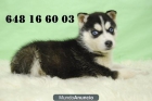 Husky siberiano, cachorritos de dos meses , www.doogs.es - mejor precio | unprecio.es
