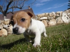 PERRITA JACK RUSSELL TERRIER PATA CORTA 300E - mejor precio | unprecio.es