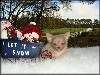 santa barbara Chihuahua sexo