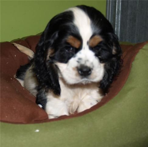 Vendo camada de Cavalier