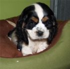Vendo camada de Cavalier - mejor precio | unprecio.es
