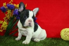 Preciosos bulldog frances, muy económicos - mejor precio | unprecio.es