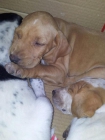 5 cachorros en adopcion  tamaño: medianos. urgenteeeeee - mejor precio | unprecio.es