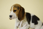 autenticos cachorros de beagle - mejor precio | unprecio.es