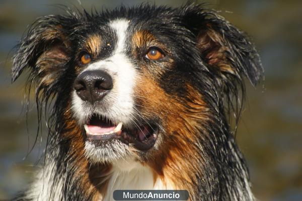 Border Collie para monta precioso 4 años